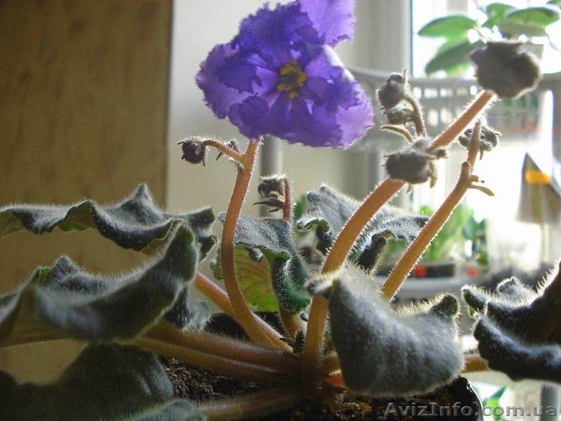 Ещё фиалки цветущие 100 сортов - <ro>Изображение</ro><ru>Изображение</ru> #10, <ru>Объявление</ru> #197261