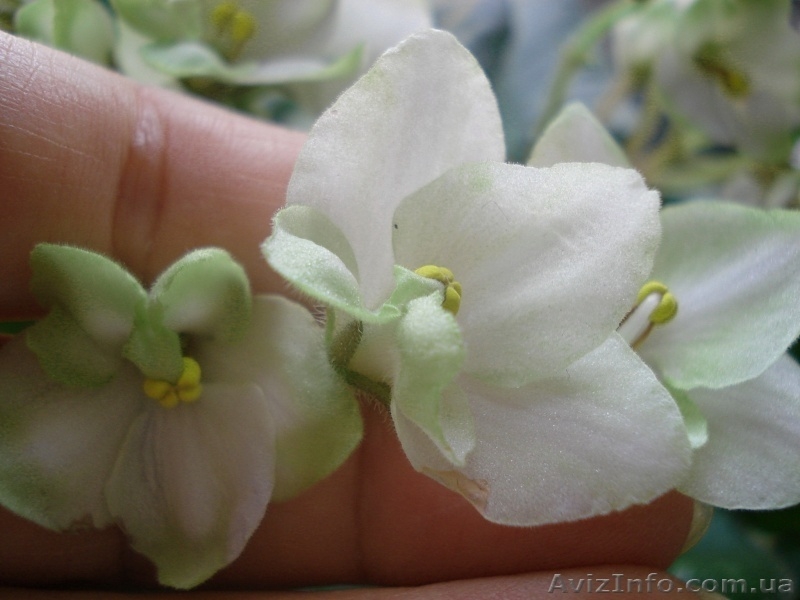 Ещё фиалки цветущие 100 сортов - <ro>Изображение</ro><ru>Изображение</ru> #9, <ru>Объявление</ru> #197261