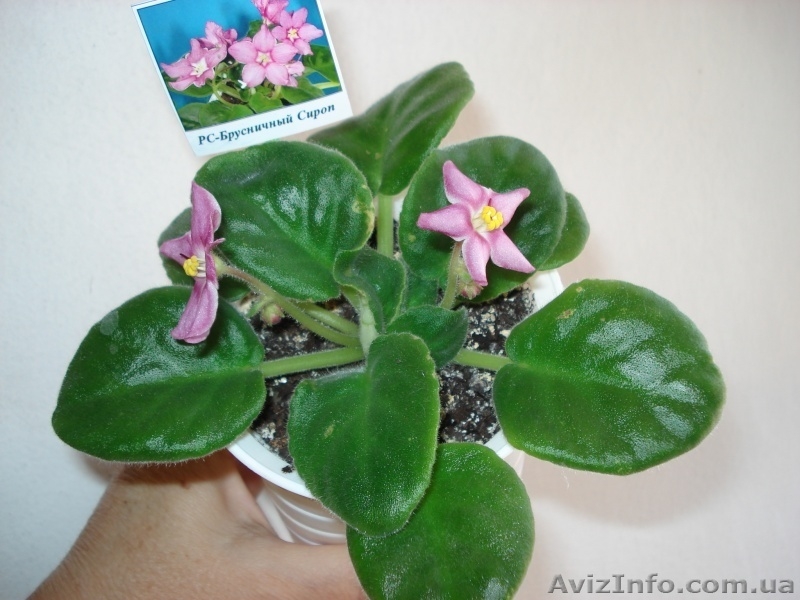 Ещё фиалки цветущие 100 сортов - <ro>Изображение</ro><ru>Изображение</ru> #8, <ru>Объявление</ru> #197261