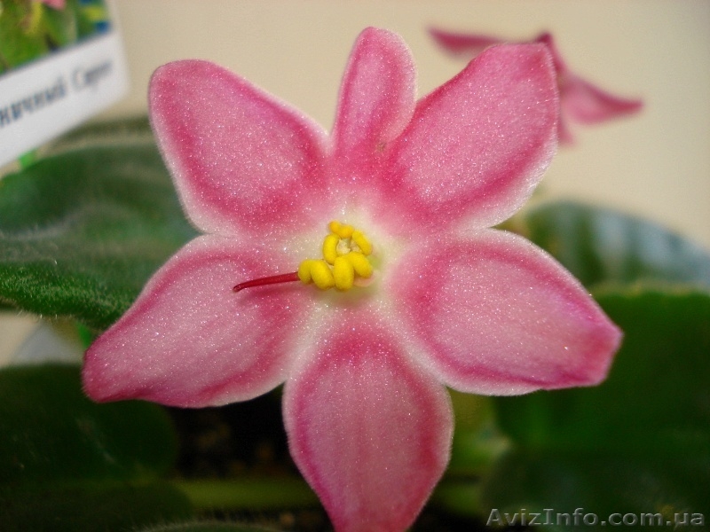 Фиалки цветущие 100 сортов - <ro>Изображение</ro><ru>Изображение</ru> #3, <ru>Объявление</ru> #197236