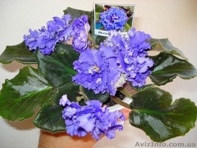 Ещё фиалки цветущие 100 сортов - <ro>Изображение</ro><ru>Изображение</ru> #7, <ru>Объявление</ru> #197261