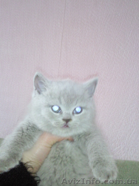 Британские и вислоухие котята - <ro>Изображение</ro><ru>Изображение</ru> #4, <ru>Объявление</ru> #196237