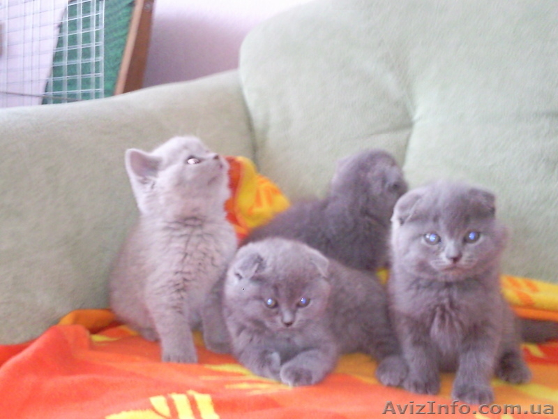 Британские и вислоухие котята - <ro>Изображение</ro><ru>Изображение</ru> #3, <ru>Объявление</ru> #196237