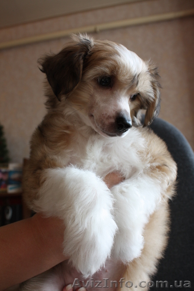 Китайская хохлатая собака.Голые щенки 2,5мес.КСУ - <ro>Изображение</ro><ru>Изображение</ru> #9, <ru>Объявление</ru> #213613