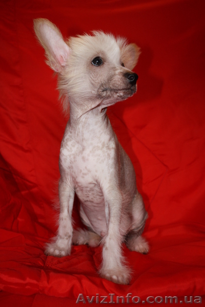 Китайская хохлатая собака.Голые щенки 2,5мес.КСУ - <ro>Изображение</ro><ru>Изображение</ru> #5, <ru>Объявление</ru> #213613