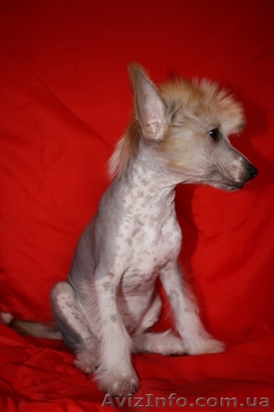 Китайская хохлатая собака.Голые щенки 2,5мес.КСУ - <ro>Изображение</ro><ru>Изображение</ru> #3, <ru>Объявление</ru> #213613