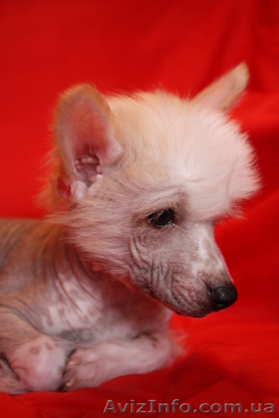 Китайская хохлатая собака.Голые щенки 2,5мес.КСУ - <ro>Изображение</ro><ru>Изображение</ru> #7, <ru>Объявление</ru> #213613