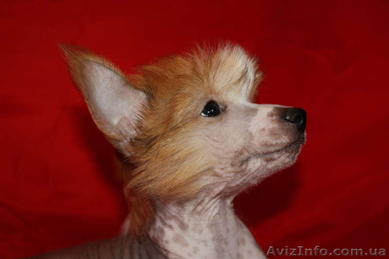 Китайская хохлатая собака.Голые щенки 2,5мес.КСУ - <ro>Изображение</ro><ru>Изображение</ru> #4, <ru>Объявление</ru> #213613