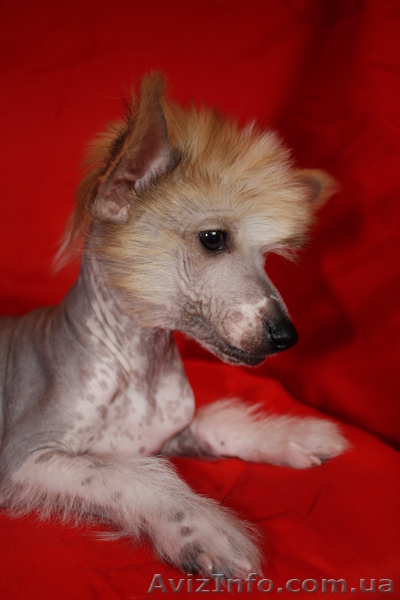 Китайская хохлатая собака.Голые щенки 2,5мес.КСУ - <ro>Изображение</ro><ru>Изображение</ru> #6, <ru>Объявление</ru> #213613