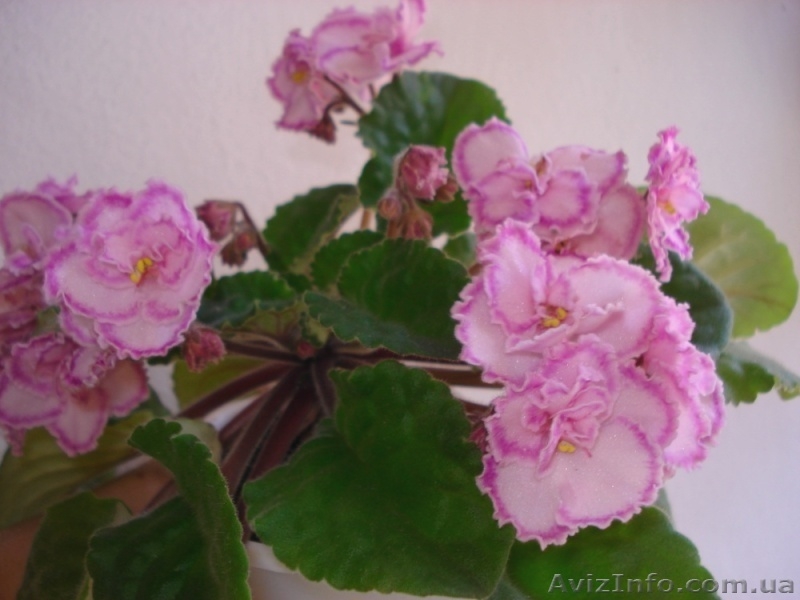 Только цветущие фиалки=100 сортов - <ro>Изображение</ro><ru>Изображение</ru> #9, <ru>Объявление</ru> #197292