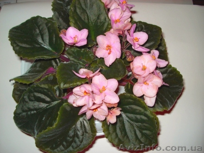 Ещё фиалки цветущие 100 сортов - <ro>Изображение</ro><ru>Изображение</ru> #5, <ru>Объявление</ru> #197261