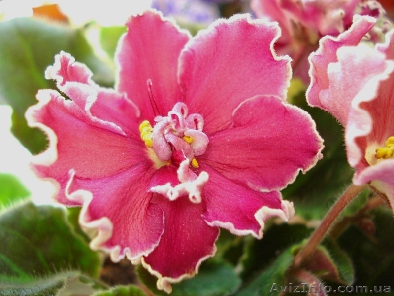 Ещё фиалки цветущие 100 сортов - <ro>Изображение</ro><ru>Изображение</ru> #3, <ru>Объявление</ru> #197261