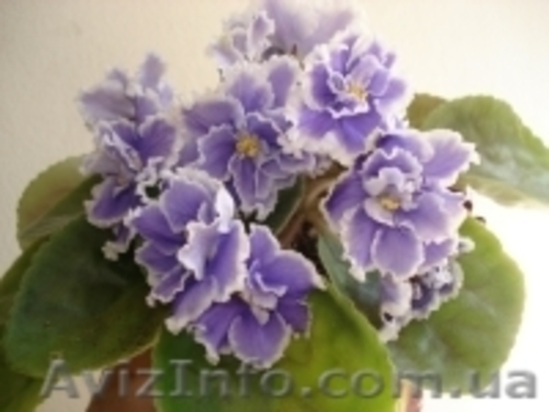 Ещё фиалки цветущие 100 сортов - <ro>Изображение</ro><ru>Изображение</ru> #4, <ru>Объявление</ru> #197261