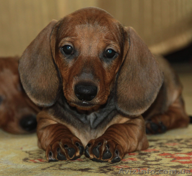 Перспективные щенки таксы из питомника КСУ - <ro>Изображение</ro><ru>Изображение</ru> #3, <ru>Объявление</ru> #221794