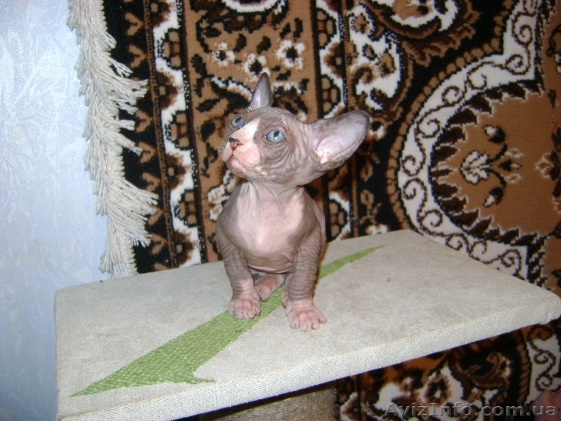Котята канадского сфинксов - <ro>Изображение</ro><ru>Изображение</ru> #3, <ru>Объявление</ru> #260332