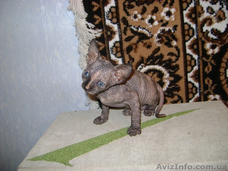 Котята канадского сфинксов - <ro>Изображение</ro><ru>Изображение</ru> #4, <ru>Объявление</ru> #260332