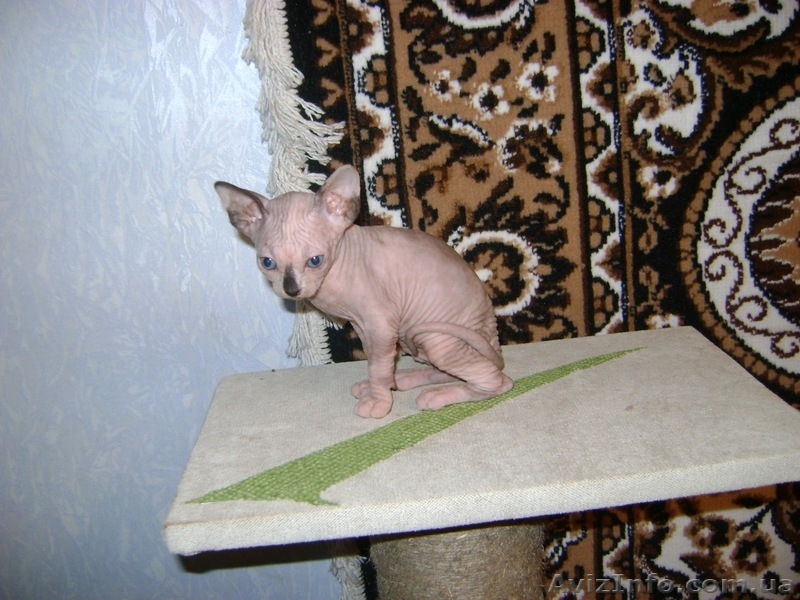 Котята канадского сфинксов - <ro>Изображение</ro><ru>Изображение</ru> #6, <ru>Объявление</ru> #260332