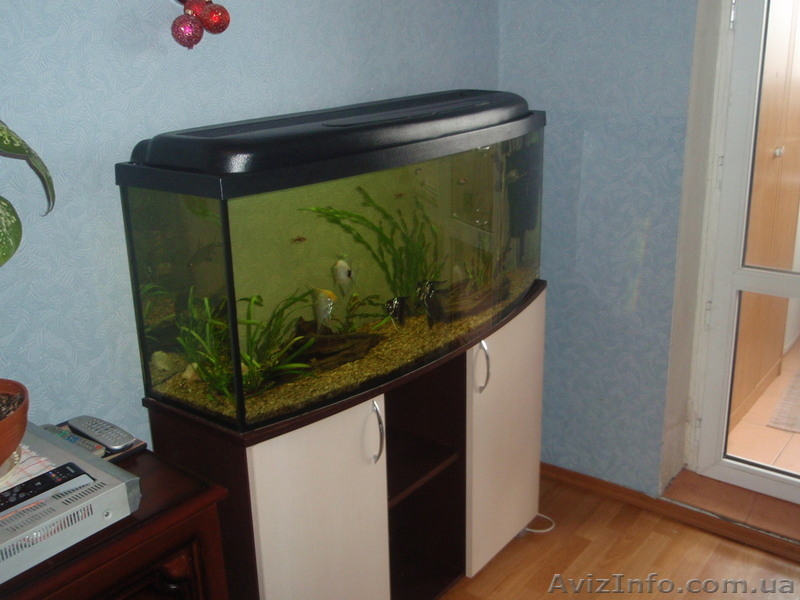 АКВАРИУМ 220 Л.КРЫШКА ТУМБА . - <ro>Изображение</ro><ru>Изображение</ru> #3, <ru>Объявление</ru> #269646