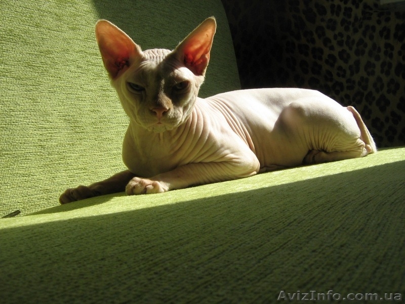 Котята канадского сфинксов - <ro>Изображение</ro><ru>Изображение</ru> #5, <ru>Объявление</ru> #260332
