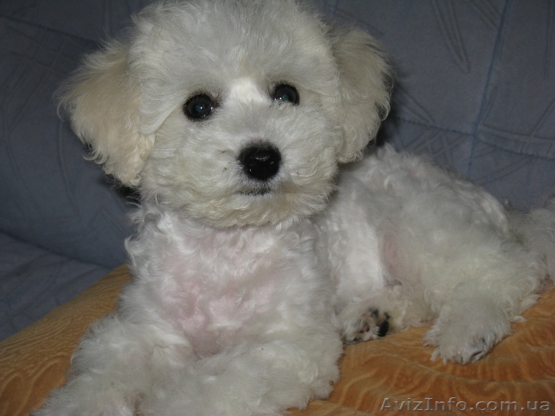 продам щенка бишон фризе - <ro>Изображение</ro><ru>Изображение</ru> #3, <ru>Объявление</ru> #307839