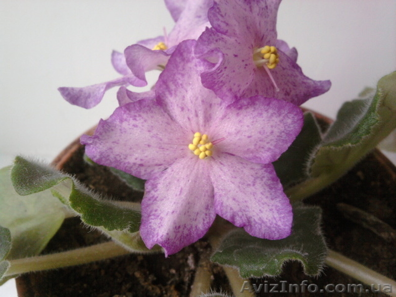 Сортовые фиалки в Одессе - <ro>Изображение</ro><ru>Изображение</ru> #7, <ru>Объявление</ru> #300109