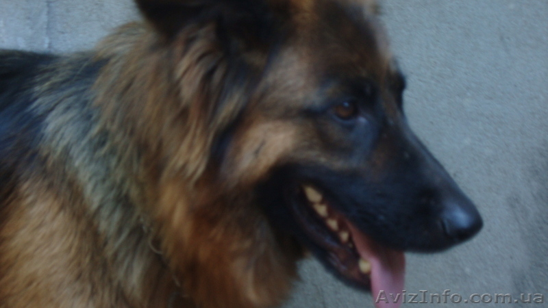 Щенки Немецкой овчарки - резервирование - <ro>Изображение</ro><ru>Изображение</ru> #3, <ru>Объявление</ru> #298312