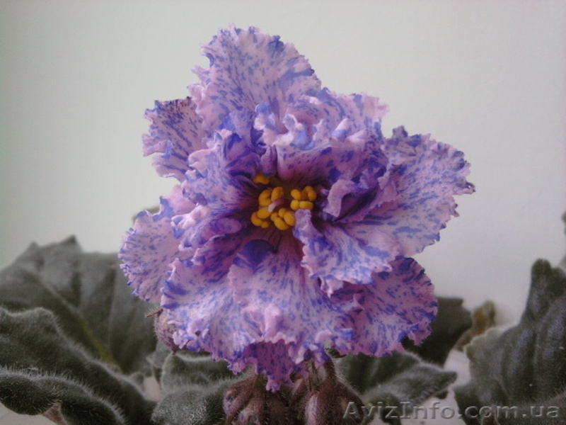 Сортовые фиалки в Одессе - <ro>Изображение</ro><ru>Изображение</ru> #9, <ru>Объявление</ru> #300109