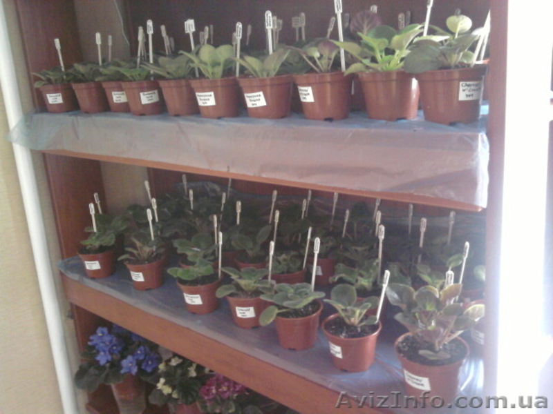 Сортовые фиалки в Одессе - <ro>Изображение</ro><ru>Изображение</ru> #10, <ru>Объявление</ru> #300109