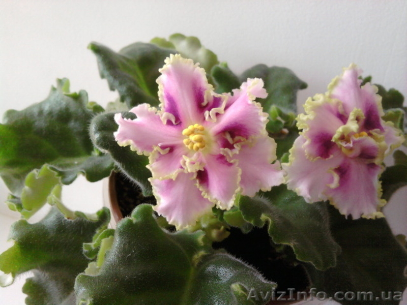 Сортовые фиалки в Одессе - <ro>Изображение</ro><ru>Изображение</ru> #8, <ru>Объявление</ru> #300109