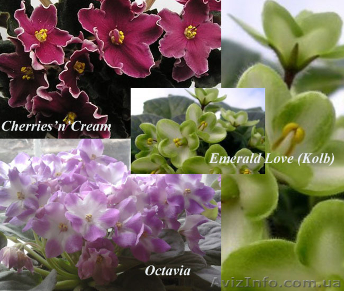 Сортовые фиалки в Одессе - <ro>Изображение</ro><ru>Изображение</ru> #6, <ru>Объявление</ru> #300109