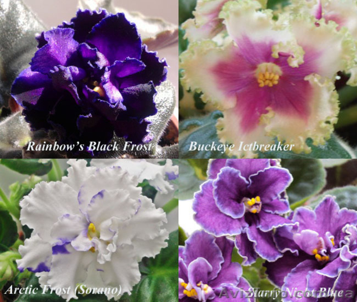 Сортовые фиалки в Одессе - <ro>Изображение</ro><ru>Изображение</ru> #4, <ru>Объявление</ru> #300109