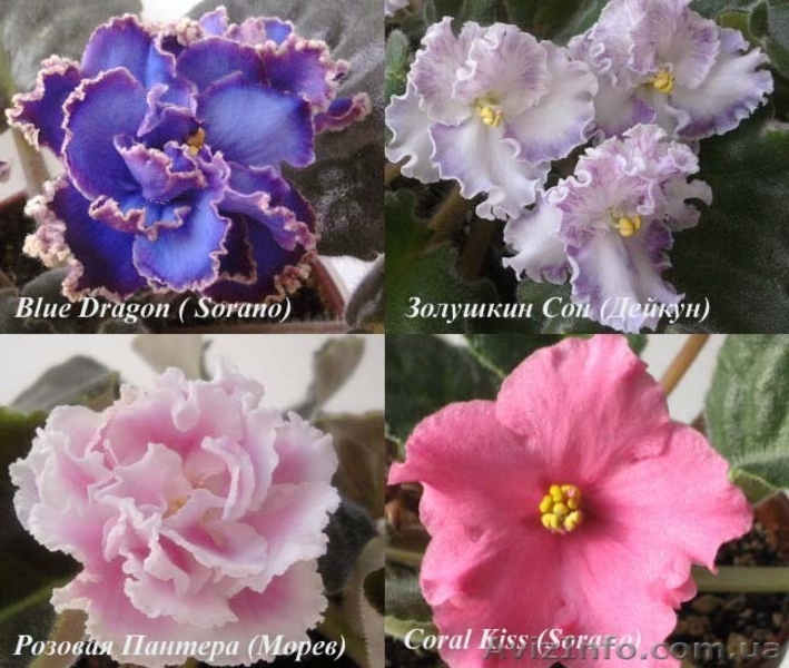 Сортовые фиалки в Одессе - <ro>Изображение</ro><ru>Изображение</ru> #5, <ru>Объявление</ru> #300109