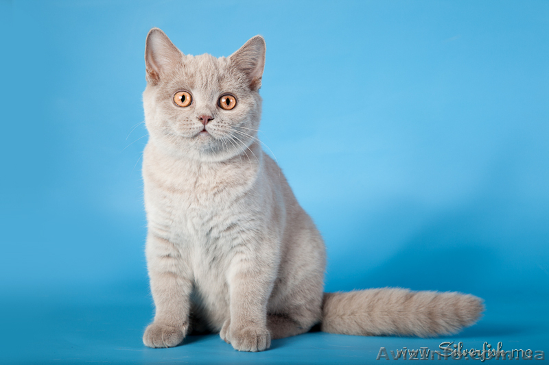 Британские котятa Fantasy Fiesta*UA - <ro>Изображение</ro><ru>Изображение</ru> #3, <ru>Объявление</ru> #295767