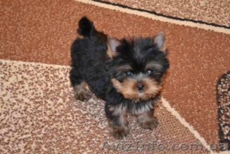 Элитные щеночки йоркширского терьера шоу-класса - <ro>Изображение</ro><ru>Изображение</ru> #3, <ru>Объявление</ru> #283622