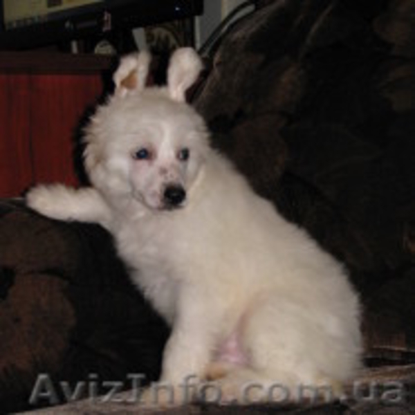ПРОДАМ ОЧЕРОВАТЕЛЬНЫХ щенки китайской хохлатой  - <ro>Изображение</ro><ru>Изображение</ru> #3, <ru>Объявление</ru> #304885