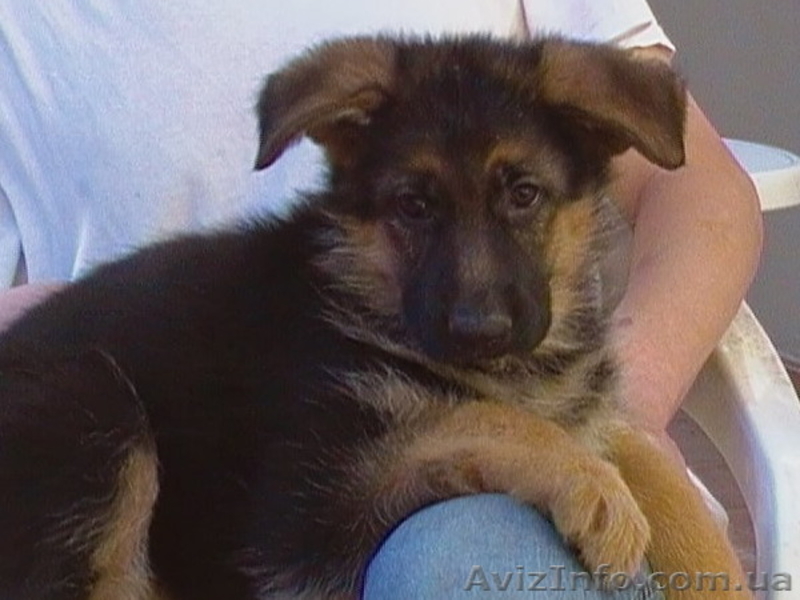 Перспективные щенки немецкой овчарки в питомнике v. Foxberg - <ro>Изображение</ro><ru>Изображение</ru> #3, <ru>Объявление</ru> #284655