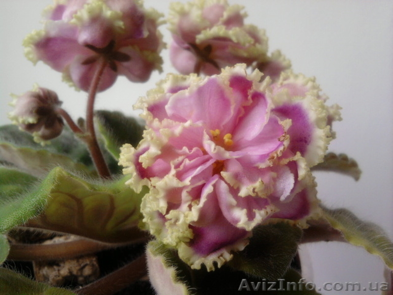 Сортовые фиалки в Одессе - <ro>Изображение</ro><ru>Изображение</ru> #3, <ru>Объявление</ru> #300109