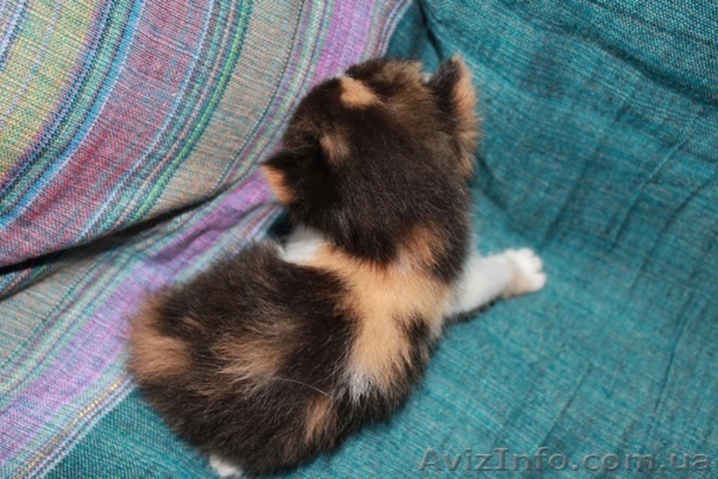 отдам КОТЯТ в хорошие руки! - <ro>Изображение</ro><ru>Изображение</ru> #4, <ru>Объявление</ru> #315571