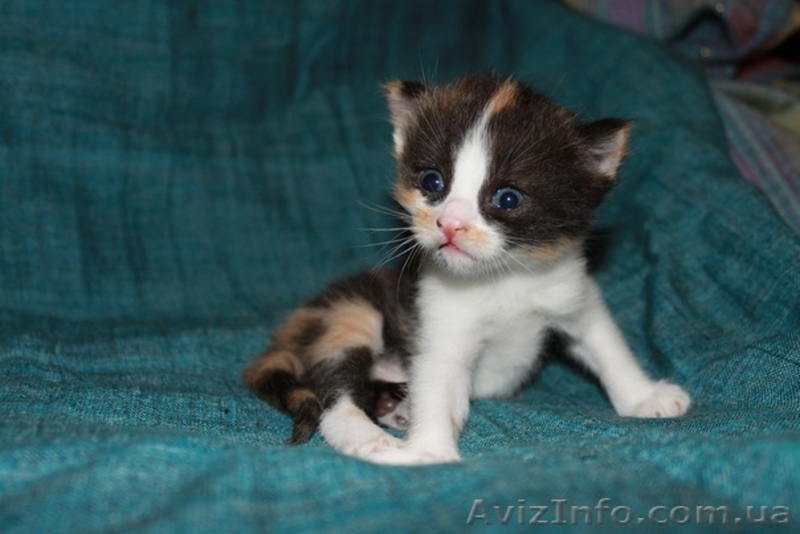 отдам КОТЯТ в хорошие руки! - <ro>Изображение</ro><ru>Изображение</ru> #3, <ru>Объявление</ru> #315571