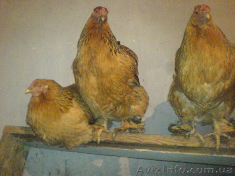 брама орпингтон китайские шелковистые - <ro>Изображение</ro><ru>Изображение</ru> #3, <ru>Объявление</ru> #323384