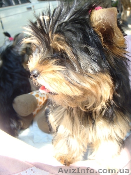 Самый классный йоркширский терьер - <ro>Изображение</ro><ru>Изображение</ru> #3, <ru>Объявление</ru> #322288