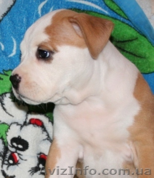 Элитные щенки Стаффоршидского Терьера - <ro>Изображение</ro><ru>Изображение</ru> #4, <ru>Объявление</ru> #32785