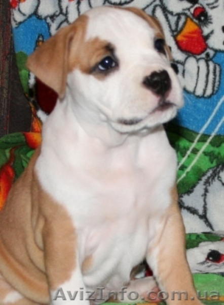 Элитные щенки Стаффоршидского Терьера - <ro>Изображение</ro><ru>Изображение</ru> #5, <ru>Объявление</ru> #32785