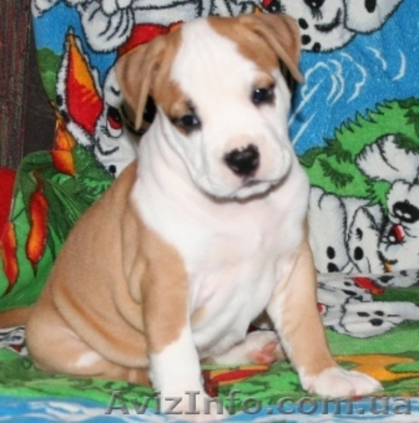 Элитные щенки Стаффоршидского Терьера - <ro>Изображение</ro><ru>Изображение</ru> #6, <ru>Объявление</ru> #32785