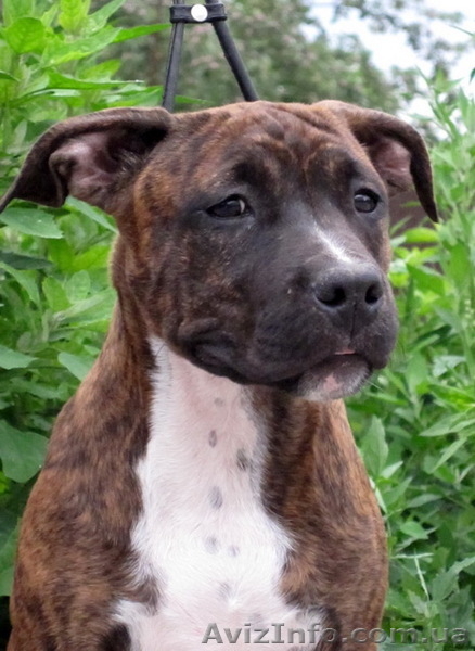 Очаровательные Девочки Аст! Документы Ксу, привиты!Почти даром! - <ro>Изображение</ro><ru>Изображение</ru> #3, <ru>Объявление</ru> #331822