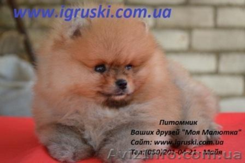 Щенки Померанского шпица шоу-класса - <ro>Изображение</ro><ru>Изображение</ru> #3, <ru>Объявление</ru> #318802