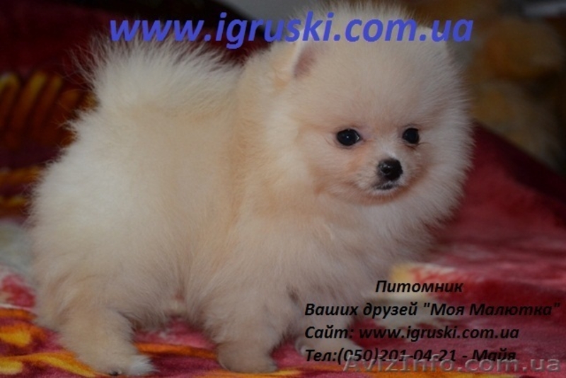 Элитные щеночки померанского шпица - <ro>Изображение</ro><ru>Изображение</ru> #3, <ru>Объявление</ru> #331165