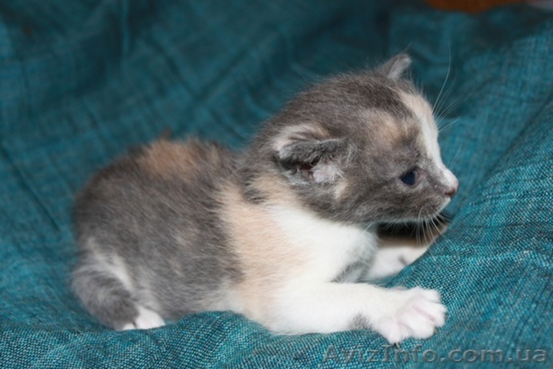 отдам КОТЯТ в хорошие руки! - <ro>Изображение</ro><ru>Изображение</ru> #5, <ru>Объявление</ru> #315571