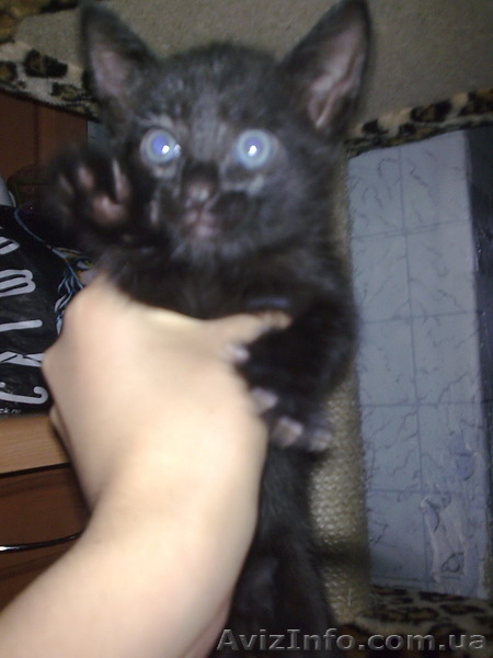 Подарю котяток!) - <ro>Изображение</ro><ru>Изображение</ru> #4, <ru>Объявление</ru> #342266