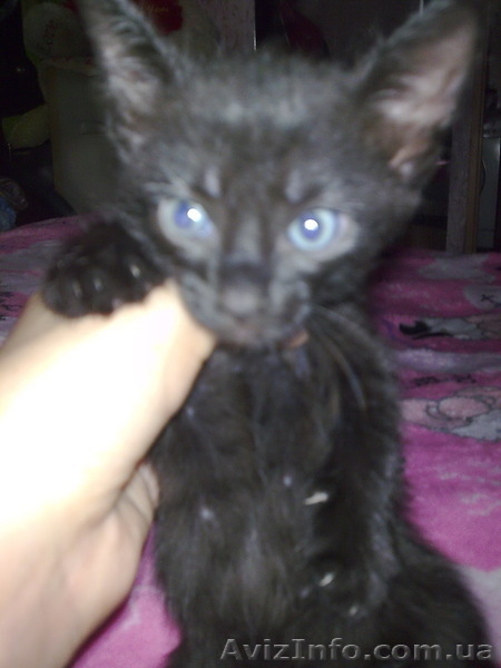 Подарю котяток!) - <ro>Изображение</ro><ru>Изображение</ru> #5, <ru>Объявление</ru> #342266